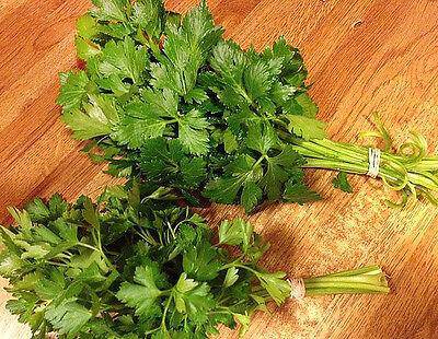 Nan Ling Cutting Celery - beyond organic seeds