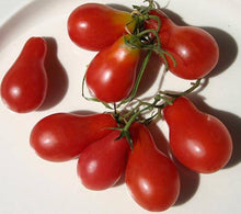 Red Pear Cluster Tomato - beyond organic seeds