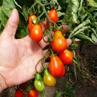 Red Pear Cluster Tomato - beyond organic seeds