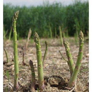 Mary Washington Asparagus - beyond organic seeds