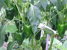 Ancho Hot Pepper - beyond organic seeds