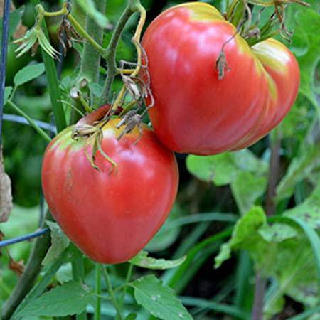 Ox Heart Heirloom Tomato - beyond organic seeds