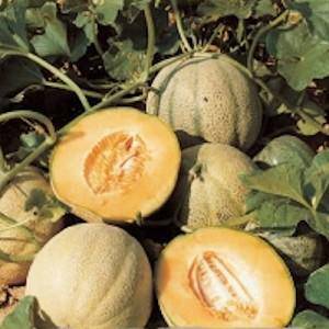 Mainstream Cantaloupe - beyond organic seeds