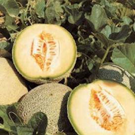 Mainstream Cantaloupe - beyond organic seeds