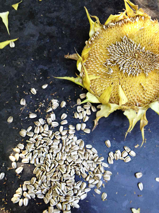 Salt N' Roast Sunflower(Eating) - beyond organic seeds