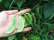 Henderson Baby Lima Bush Bean - beyond organic seeds