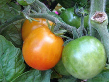 Bi-color Heirloom Cherry Tomato - beyond organic seeds