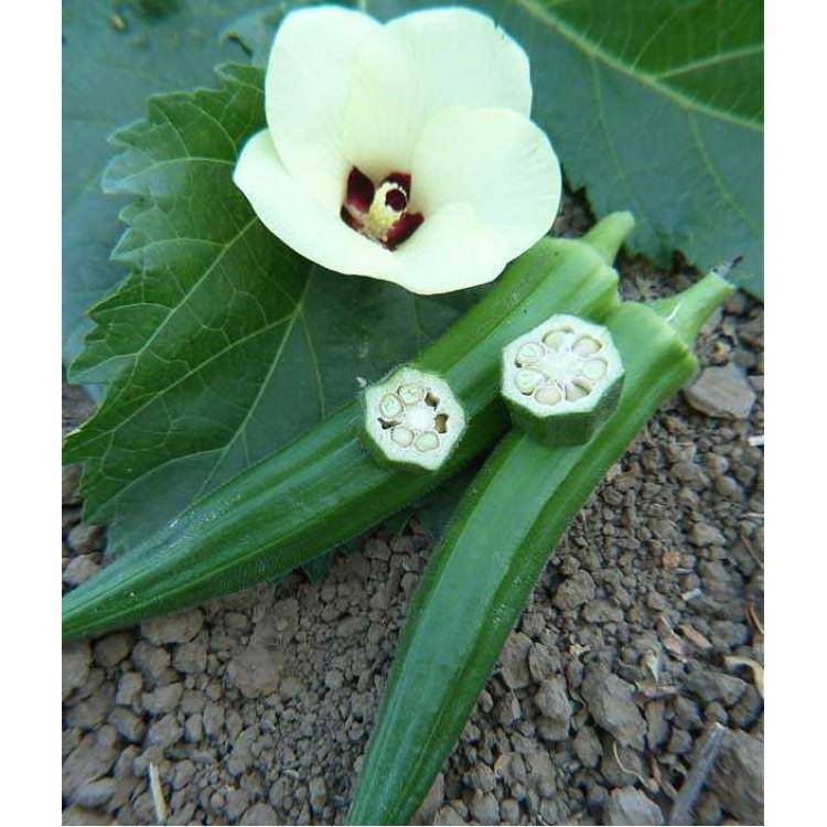 Jade Okra - beyond organic seeds
