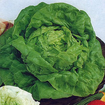Kagraner sommer heirloom lettuce - beyond organic seeds