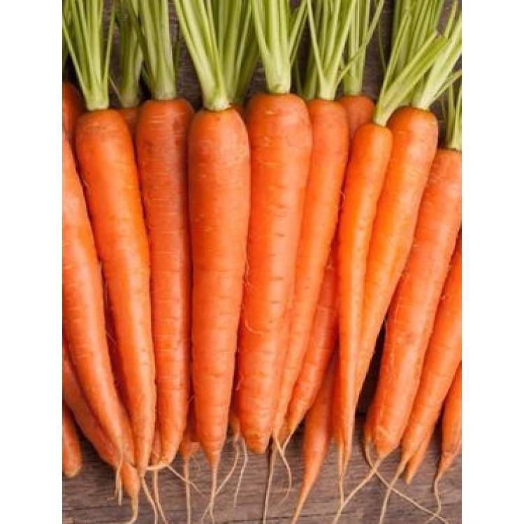 Kuroda Long Carrot - beyond organic seeds