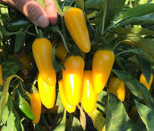 Calero Yellow Jalapeno - beyond organic seeds