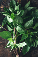Lime Basil - beyond organic seeds