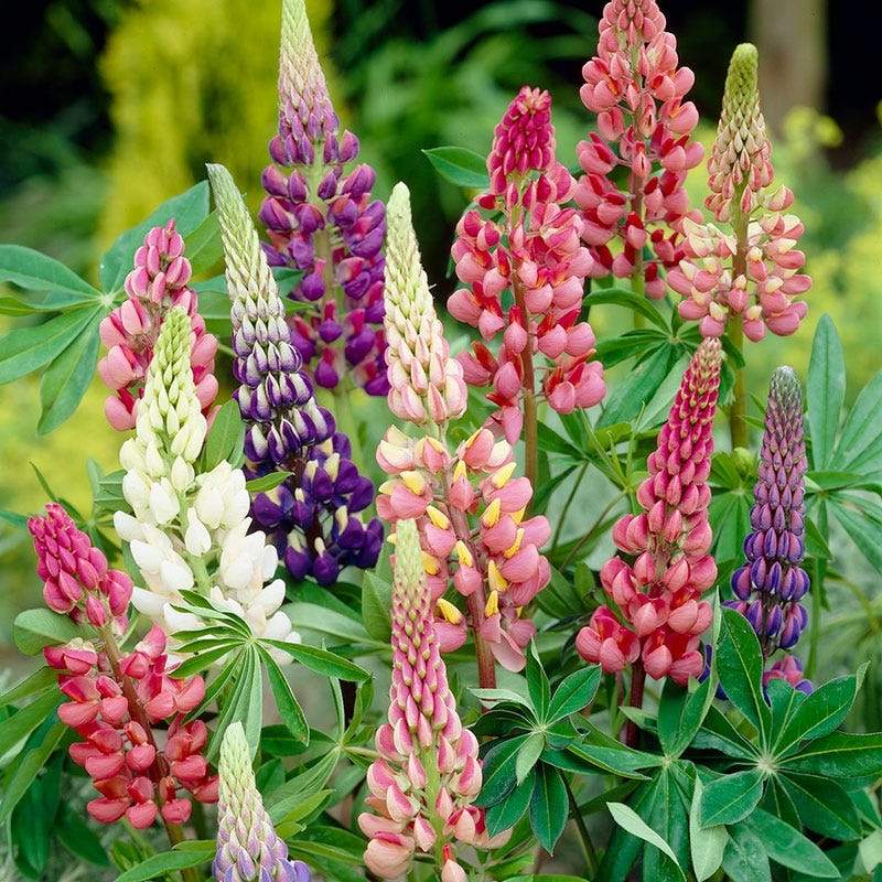 Mixed Color Lupine - beyond organic seeds