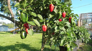 Mini Red Bell Pepper - beyond organic seeds