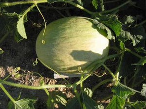 Branco do ribatejo melon - beyond organic seeds