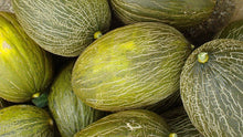 Piel de Sapo Heirloom Melon - beyond organic seeds