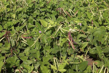 Missippi pinkeye southern peas - beyond organic seeds