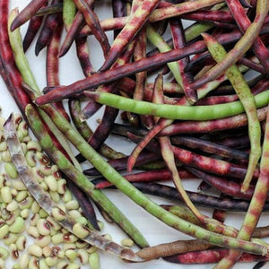 Mississippi Purple Hull Peas - beyond organic seeds