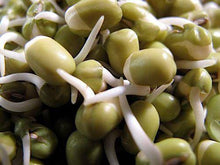 Mung Bean Green - beyond organic seeds