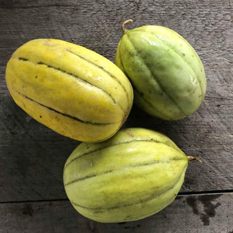 Navajo Heirloom Melon - beyond organic seeds