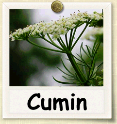 Cumin - beyond organic seeds
