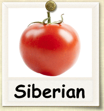 Siberian Heirloom Tomato - beyond organic seeds