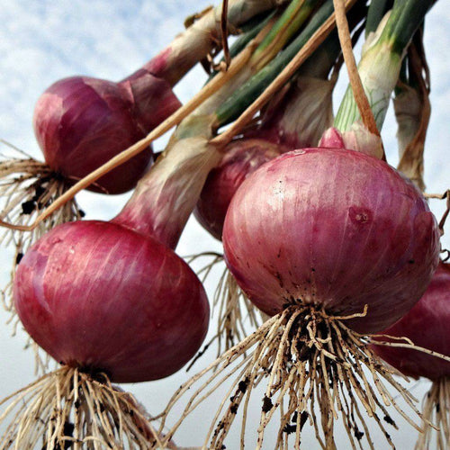 Red Grano Short Day Onion - beyond organic seeds