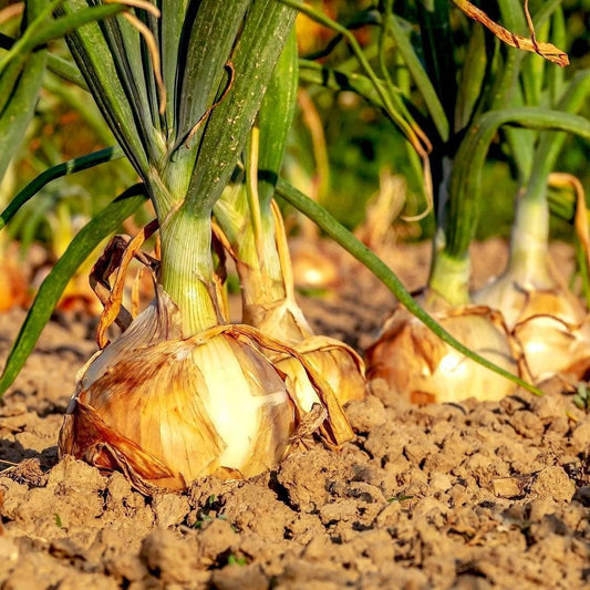 Texas Early Grano Onion - beyond organic seeds