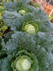 Drumhead Savoy Cabbage - beyond organic seeds