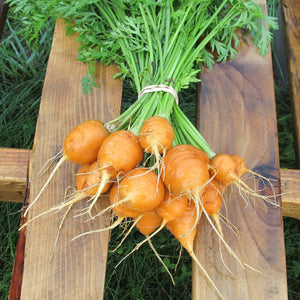 Parisian Carrot - beyond organic seeds