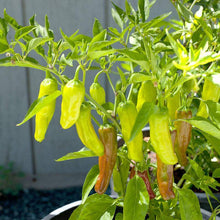 Greek Golden Pepperoncini - beyond organic seeds