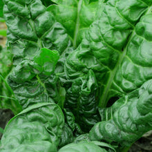 Perpetual Spinach Swiss Chard - beyond organic seeds