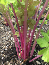 Pink Plume Celery - beyond organic seeds