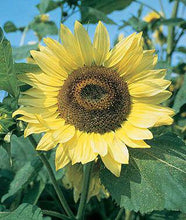 Lemon Queen Sunflower - beyond organic seeds
