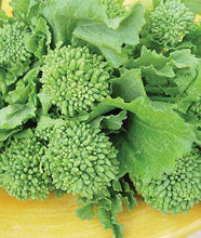 Early Fall Broccoli Rabe - beyond organic seeds
