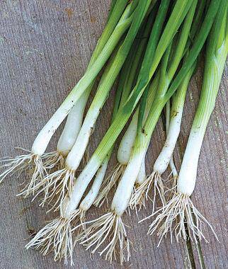 Evergreen Bunching Onion - beyond organic seeds