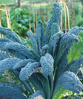 Lacinato Dino Kale - beyond organic seeds