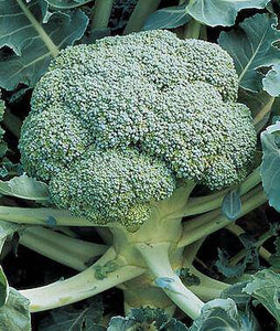 Di Cicco Heirloom Broccoli - beyond organic seeds