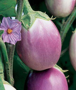 Rosa Bianca Eggplant - beyond organic seeds