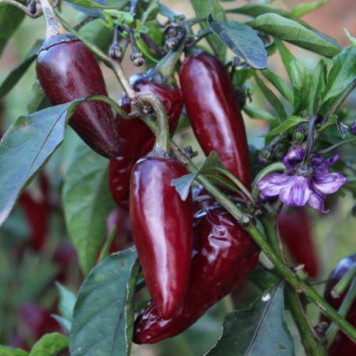 Purple Jalapeno - beyond organic seeds