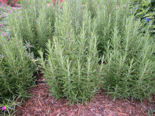 Rosemary - beyond organic seeds