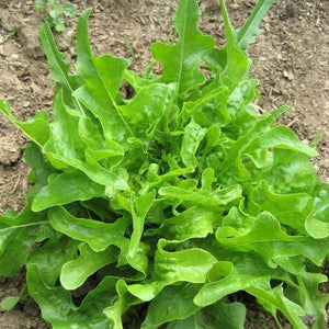 Oak Leaf Lettuce - beyond organic seeds