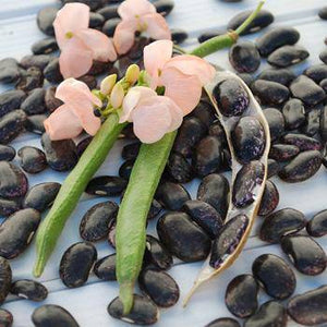 Sunset runner beans - beyond organic seeds