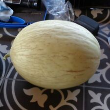 Branco do ribatejo melon - beyond organic seeds