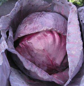 Mammoth Rock Cabbage - beyond organic seeds