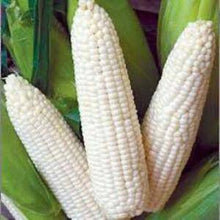 Truckers Favorite White Roasting Corn - beyond organic seeds