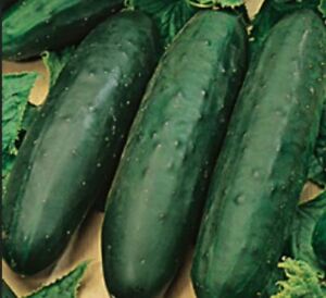 Marketer cucumber - beyond organic seeds