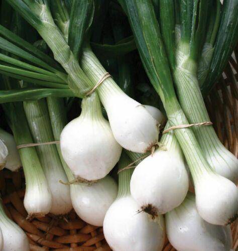 Crystal white wax onion - beyond organic seeds