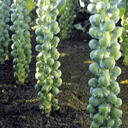 Catskill brussel sprouts - beyond organic seeds