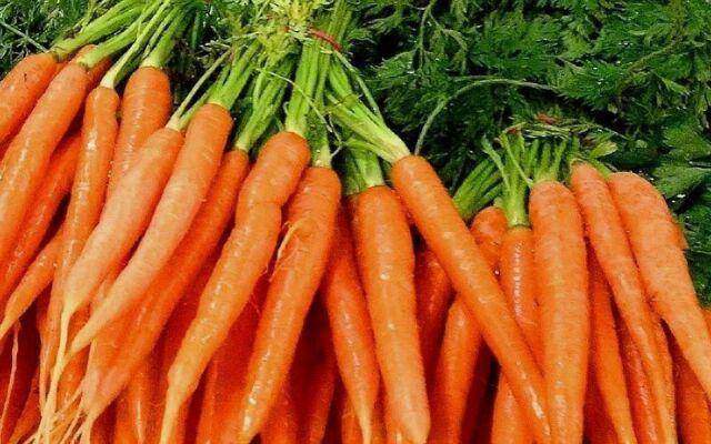 Tendersweet Carrot - beyond organic seeds